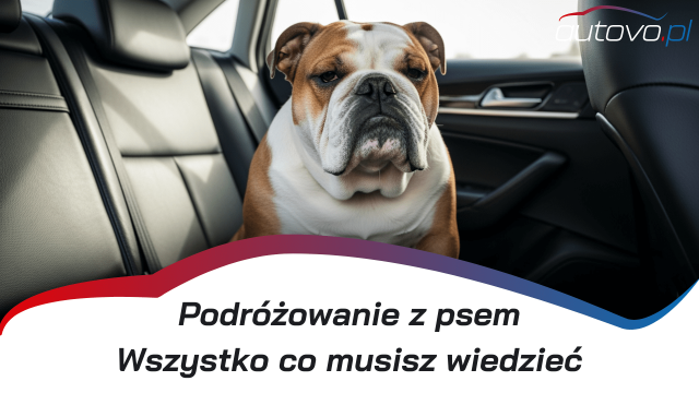 Podróż z psem: Jak bezpiecznie przewozić psa w samochodzie?